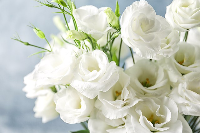 白いトルコ桔梗の花束