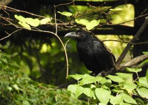 カラス